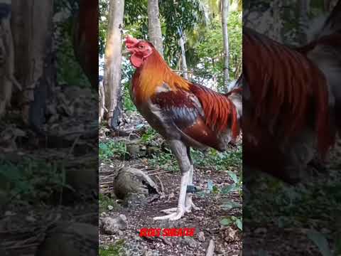 Blues sweater running 6