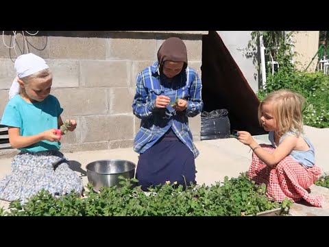 Easy Off Grid Herb Drying For Tea And Cooking!