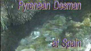 preview picture of video 'Pyrenean Desman - Galemys pyrenaicus'