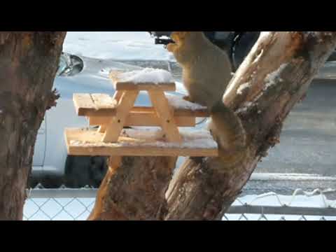 Marianne Kinga's Squirrel