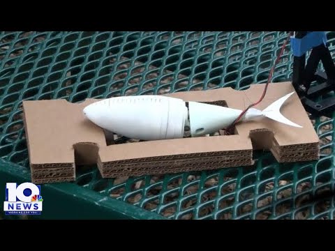 UVA Engineering team testing robotic fish