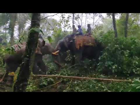 Capturing wild Elephant by Arjuna - The Mysore Dasara Golden Howdah Elephant!