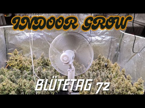 Cannabis Indoor Grow RS11 Blütetag 72