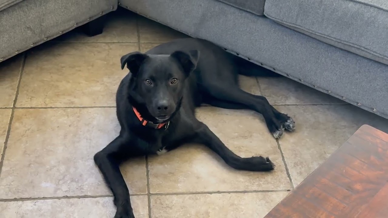 Toby, a ADOPTABLE mixed breed in Scottsdale, AZ video 6/6