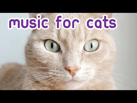download lagu mp3 mp4 Music For Cats, download mp3 Music For Cats free download mp3, download mp3 Music For Cats