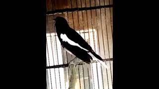 Download lagu kacer isian prenjak kelawu mp3