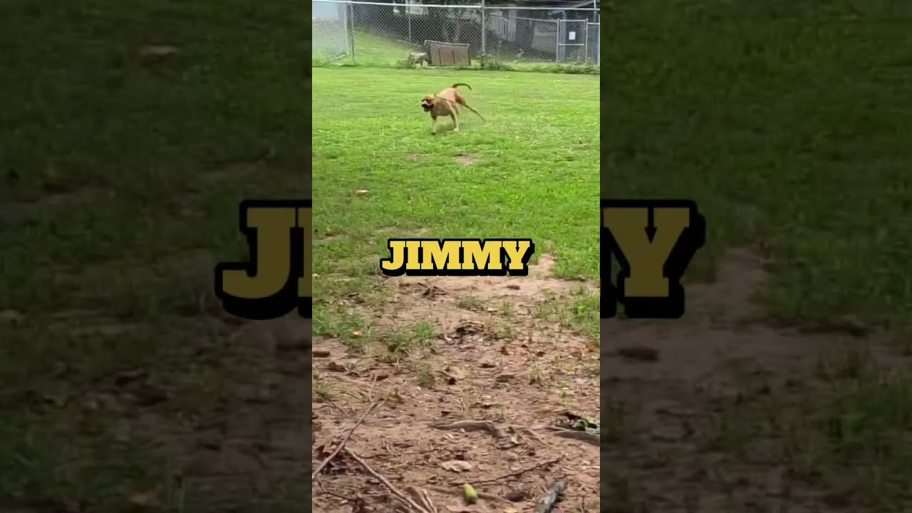 Jimmy, a Adoptable Mixed Breed in Columbus, NC video 6/6