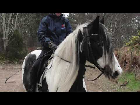 LAMINITIS?  Frodo ain't got no time for that!