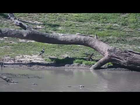 Djuma: Monitor Lizard swimming-Blacksmith Lapwing watching as it comes on land - 14:40 - 10/23/2023