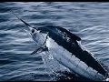 Facts The Blue Marlin