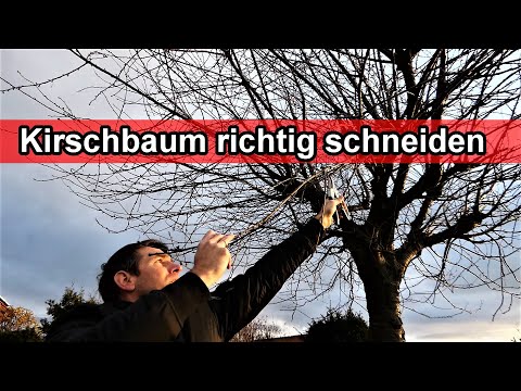 Kirschbaum richtig schneiden – Video Anleitung / Kirsche zurückschneiden / Wann Zeitpunkt Wie