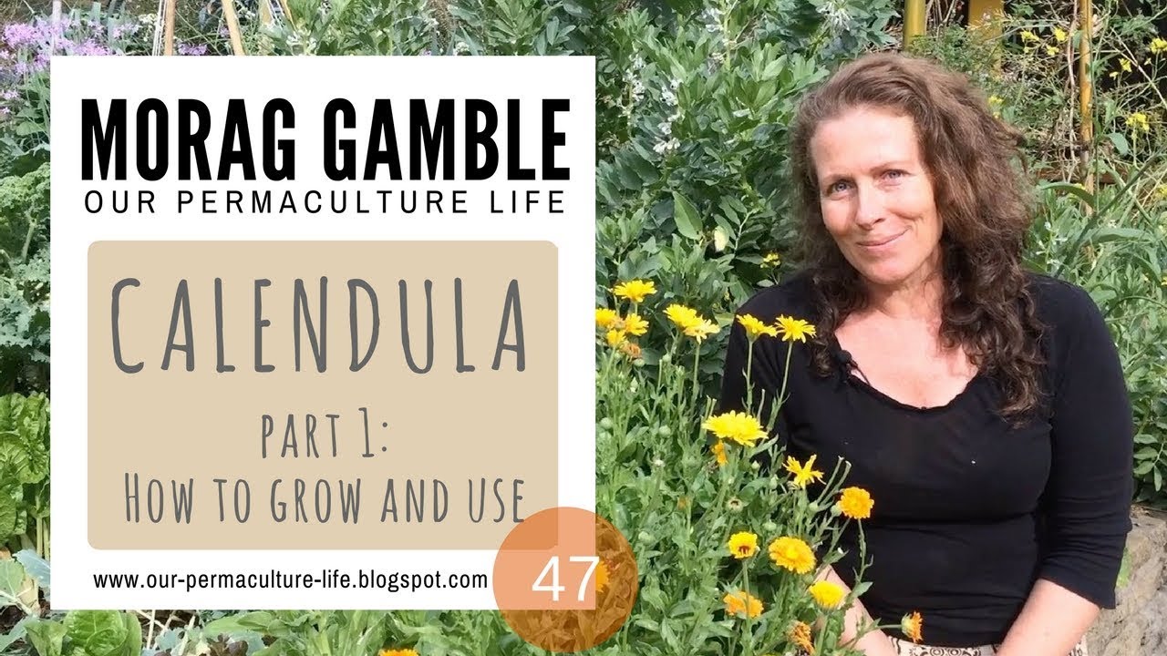 Calendula Part 1: How to Grow and Use - YouTube