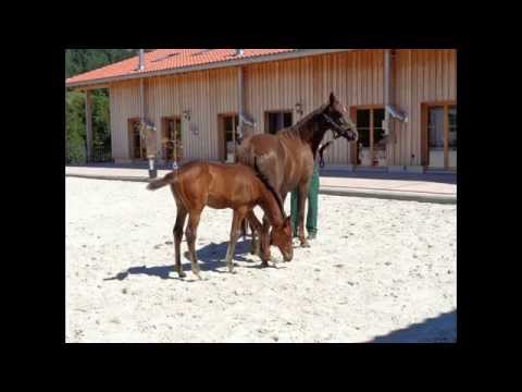 VERDI X Cavalier X Landstreicher X Palisander, Hengstfohlen *03.05.15