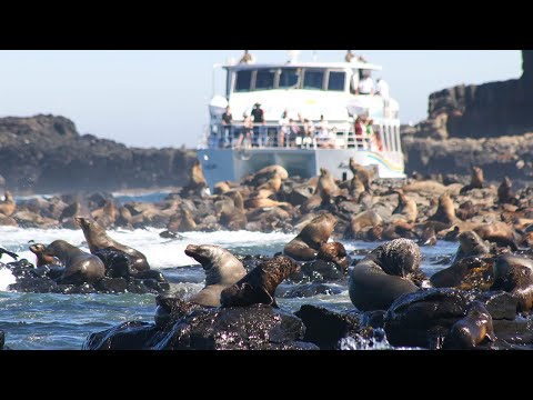 Seal Watching Cruise - Phillip Island - Wildlife Coast Cruises
