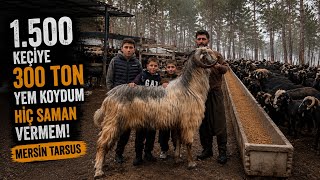1.500 KEÇİYE 300 TON YEM KOYDUM / HİÇ SAMAN VERMEM / MERSİN TARSUS 