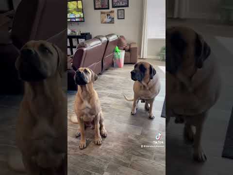 Dumb dog vs. smart dog #pets #brothers #dogs #funnypets #hilarious #training #puppy