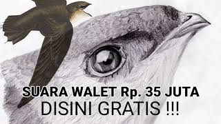 Download lagu Download Suara Walet Paling MAHAL, Suara Panggil Harga 35 Juta mp3