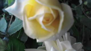 beautiful rose(jag vet en dejug rosa).wmv