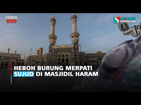 Heboh Burung Merpati Sujud di Masjidil Haram