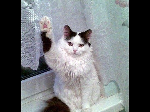 Compilation Try Not to Laugh BEST OF SEPTEMBER 2020