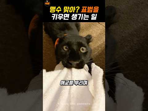 덩치큰 고양이라 불리는 맹수