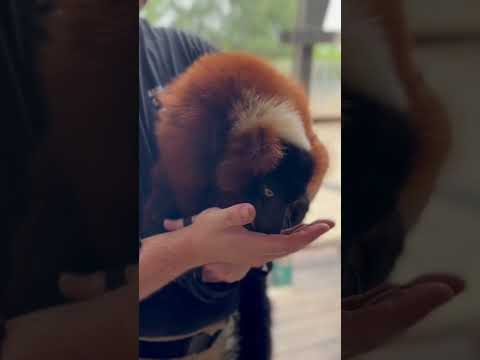 Isn't Pepper our red ruffed lemur just the cutest? #lemur #zooanimals #snakefarm #snakefarm