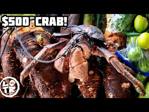 Hakupu Showday Highlights 2023: Who's Got The King Uga!