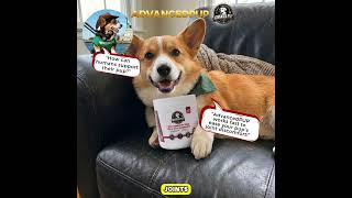 Corgi joint supplement results — AdvancedPUP