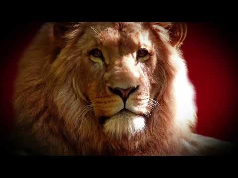 Lions in 4K 10 bit color - African Wildlife Animals - #lions