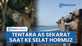 Tentara AS Sekarat Diserang Monyet saat Menuju Selat Hormuz, Gagal Ikut Operasi Pembersihan Ranjau