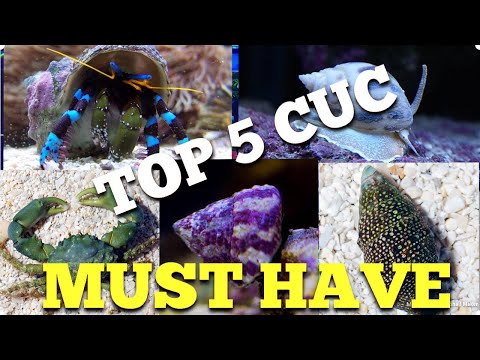 Best Clean Up Crew for Reeftank