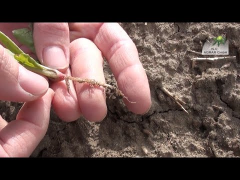 152.Feldexkursion: Aktuelles zu Rüben - NU Agrar GmbH, 06.05.2020