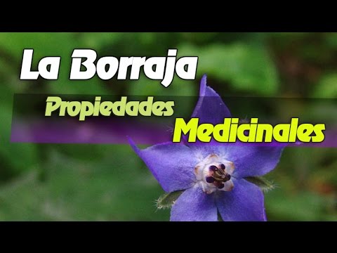 , title : 'La Borraja y Sus Propiedades Medicinales o Curativas'