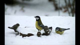 Henk Damen - Langzaam Dwarrelt De Sneeuw