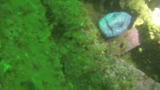 preview picture of video 'Scuba diving the Princess Sophia shipwreck, Juneau, Alaska'