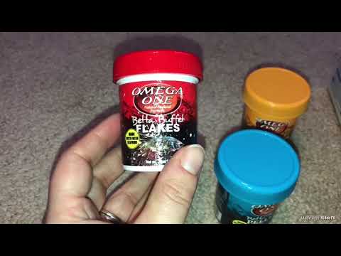 (Betta Fish) “Top 6 Favorite Betta fish items”