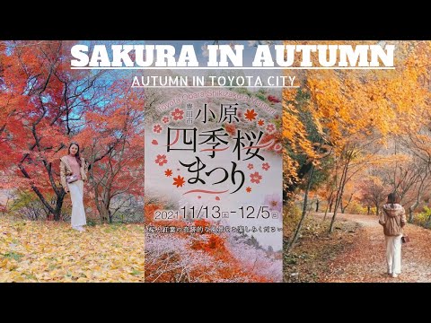 BEAUTIFUL AUTUMN and SHIKIZAKURA in Toyota Aichi Japan