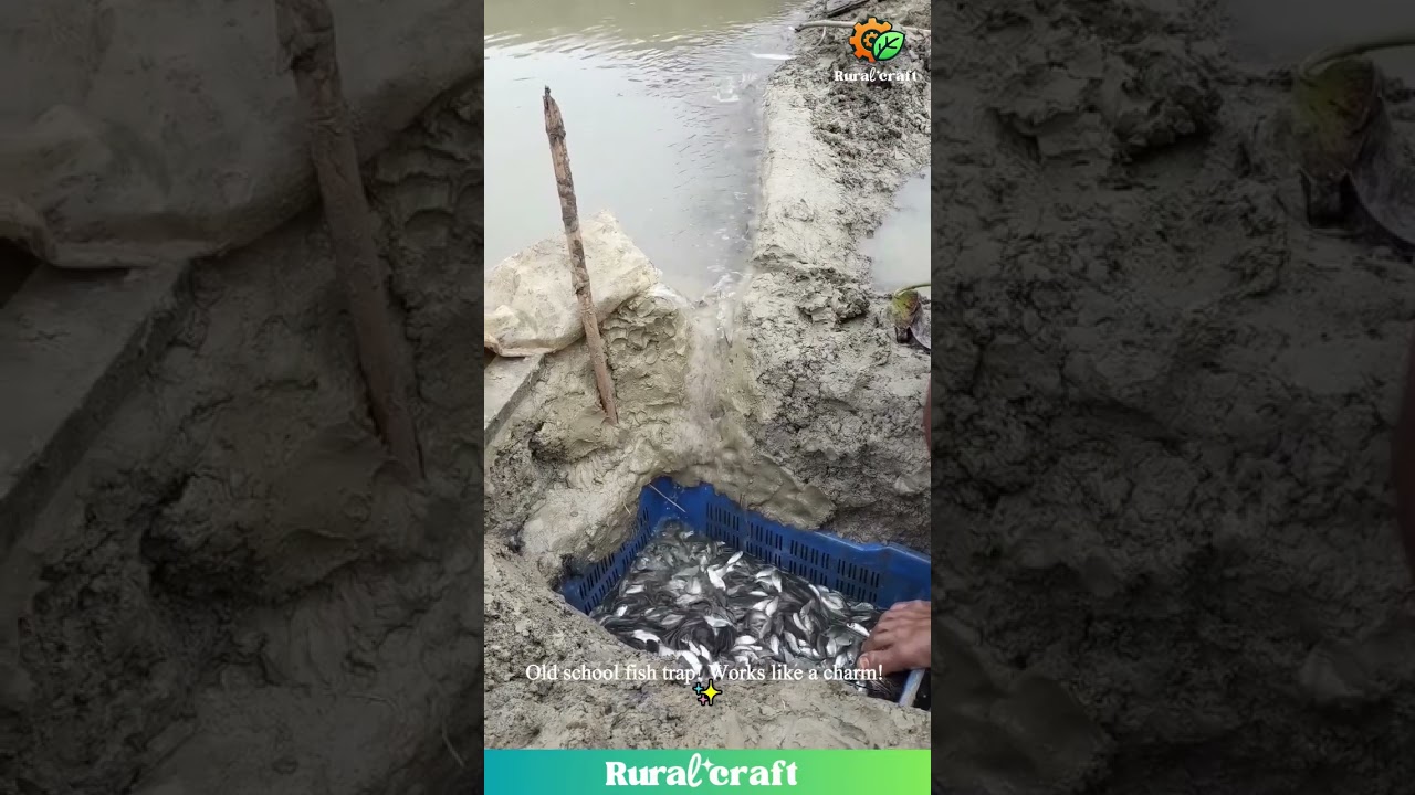 This Fish Trap is basically an IRL Fish GLITCH 😂🐟 So Many Fishies! #fishing #funny #oddlysatisfying