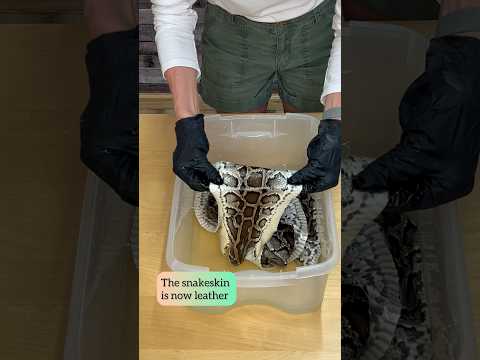 Video 1 of 2 - Python Tanning & Oiling 8' Burmese Python Snakeskin