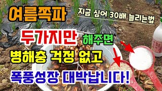 여름쪽파 심는시기 두가지만 해주면 병해충걱정 없고 폭풍성장합니다 쪽파심는방법
