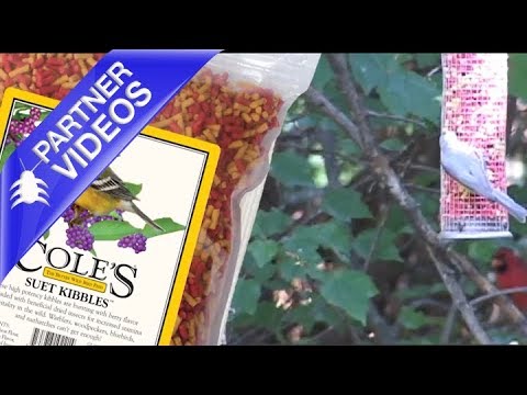  Coles Suet Kibbles Cole's Wild Bird Video 