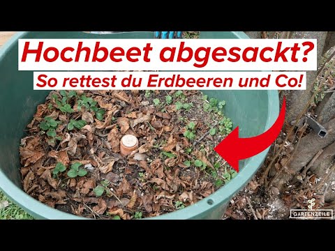 Hochbeet abgesackt - so rettest du deine Erdbeeren (und andere Pflanzen)