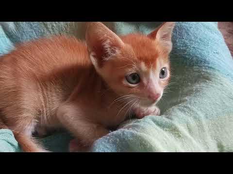 #cat #catlover #newmember #browni