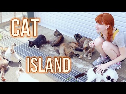 【Rachel and Jun】日本宮城縣貓島　(CAT ISLAND in Japan! Tashirojima)