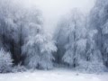 Sleep White Winter - My Sweet Lady Winter 