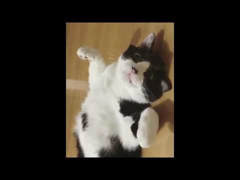 cute cats compilation cats having fun 2020