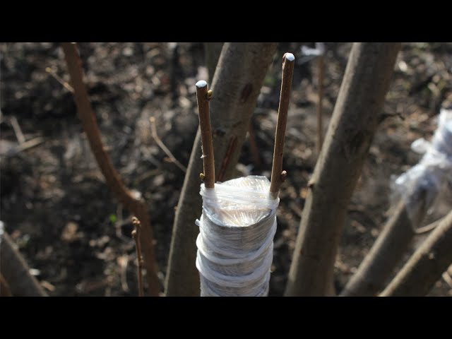 Video de pronunciación de hazelnut tree en Inglés