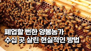 매년 6억을 써서 꿀벌 실종을 막은 회사