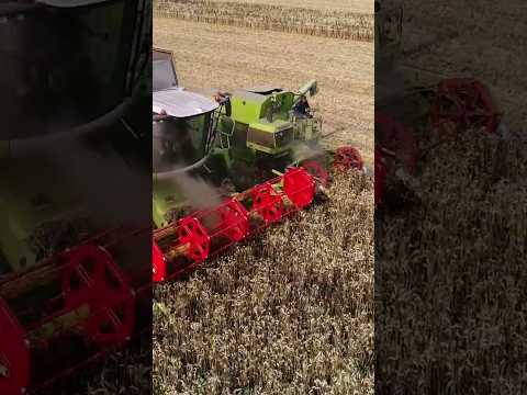 Claas Lexion vs Claas Cosmos 😎😎 #agro #farming #harvest #agriculture @FlyingPixelsPhotography