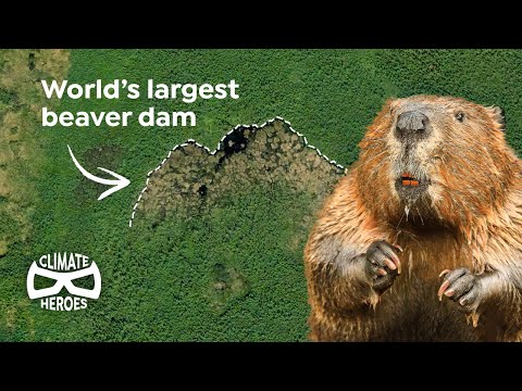 The Impact of Beaver Dams: Nature's Architects and Climate Heroes